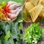 Lá lốt vừa thu hoạch nhà trồng tự nhiên